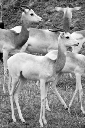 WS Animal Nations - 07.jpg